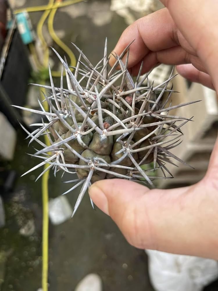 Amazon.co.jp: NO.2サボテン 多肉植物 ギムノカリキウム 守金魔